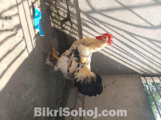 এক টি ব্রাহামা মোরগ  সেল করা হবে